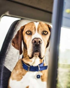 Dog sitting in a car's front seat.
